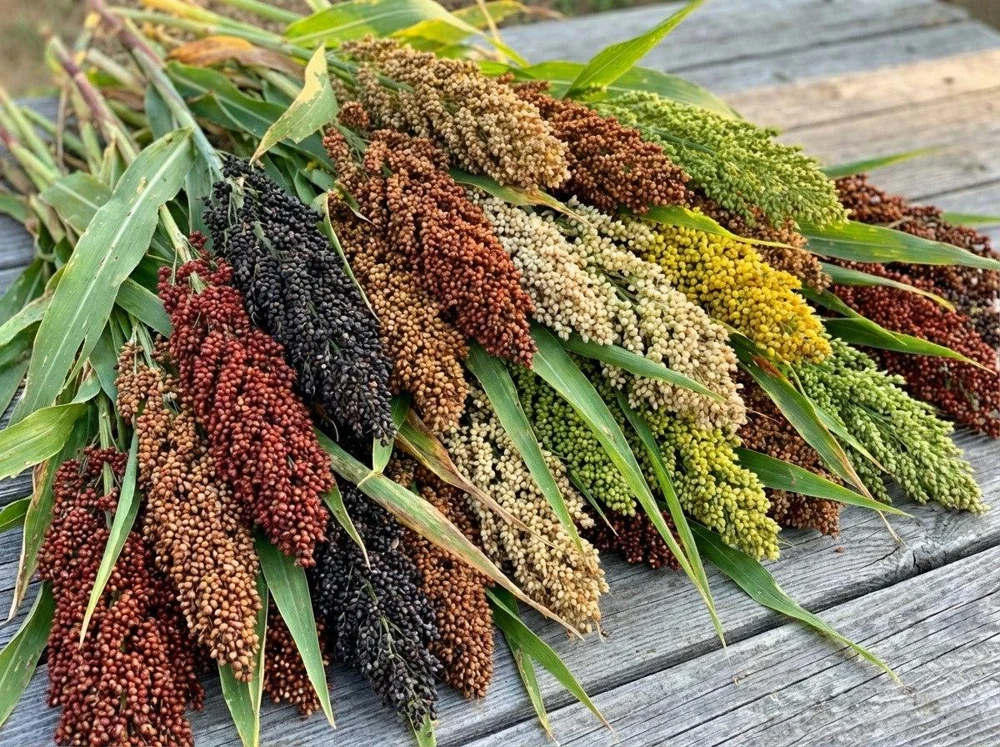 50 Broomcorn Seeds - Colored Uprights Sorghum Bicolor Red - 100-115” Tall - Image 1