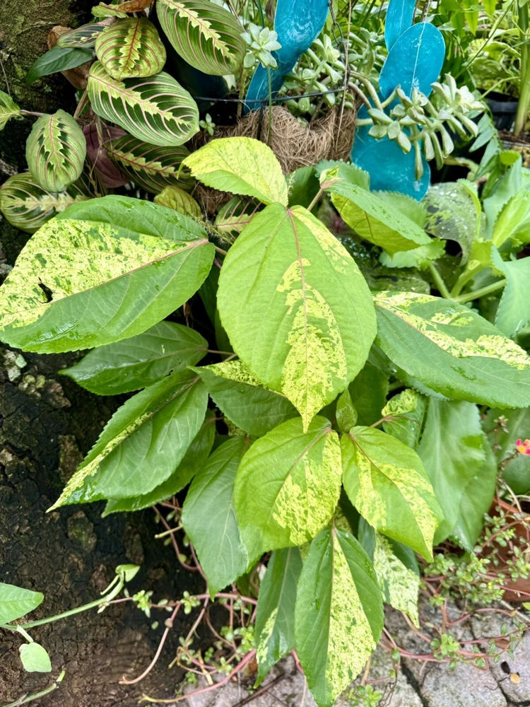Acalypha Wilkesiana Plant – Copperleaf Live Shrub – Vibrant Foliage Plant - Image 1