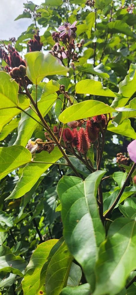 Achiote Live Tree (Bixa orellana) - Pigmento Plant - 18-24 Inches Tall - Image 1
