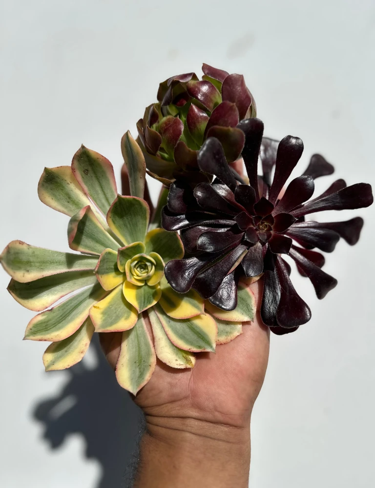 Aeonium Succulent Cuttings Collection - Assorted Rosette Live Plants - Image 1