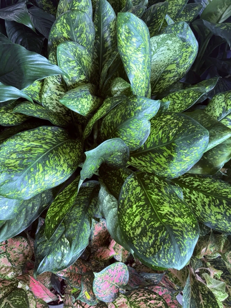 Aglaonema Chinese Evergreen Live Plant - Easy Care Indoor Foliage - Image 1
