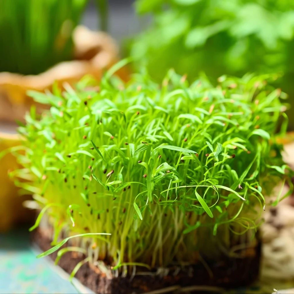 Alfalfa Organic Microgreen Seeds 1 oz Pack โ Nutritious & Fast-Growing - Image 2