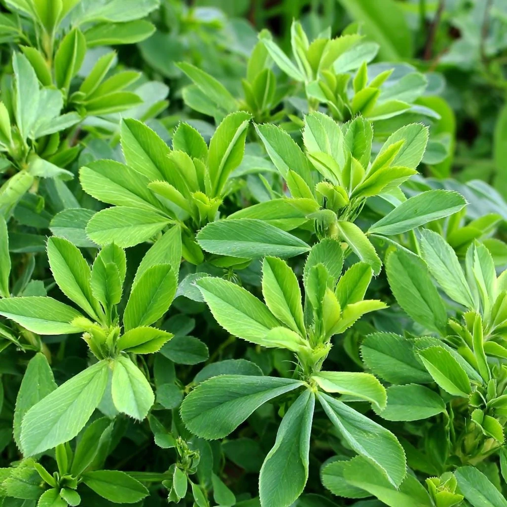 Alfalfa Organic Microgreen Seeds 1 oz Pack โ Nutritious & Fast-Growing - Image 3