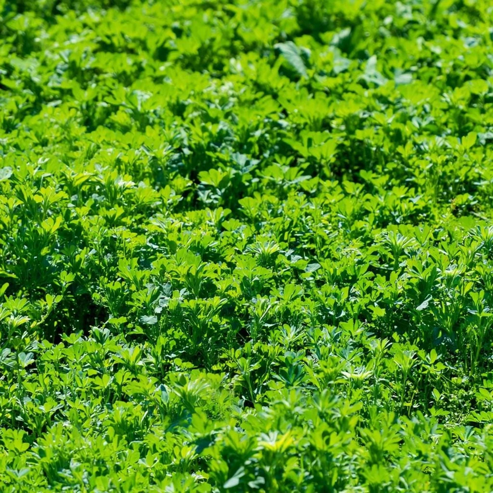 Alfalfa Organic Microgreen Seeds 1 oz Pack โ Nutritious & Fast-Growing - Image 4