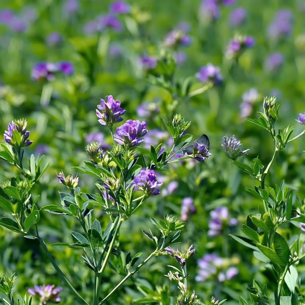 Alfalfa Organic Microgreen Seeds 1 oz Pack โ Nutritious & Fast-Growing - Image 5