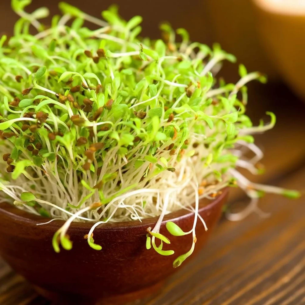 Alfalfa Organic Microgreen Seeds 1 oz Pack โ Nutritious & Fast-Growing - Image 6