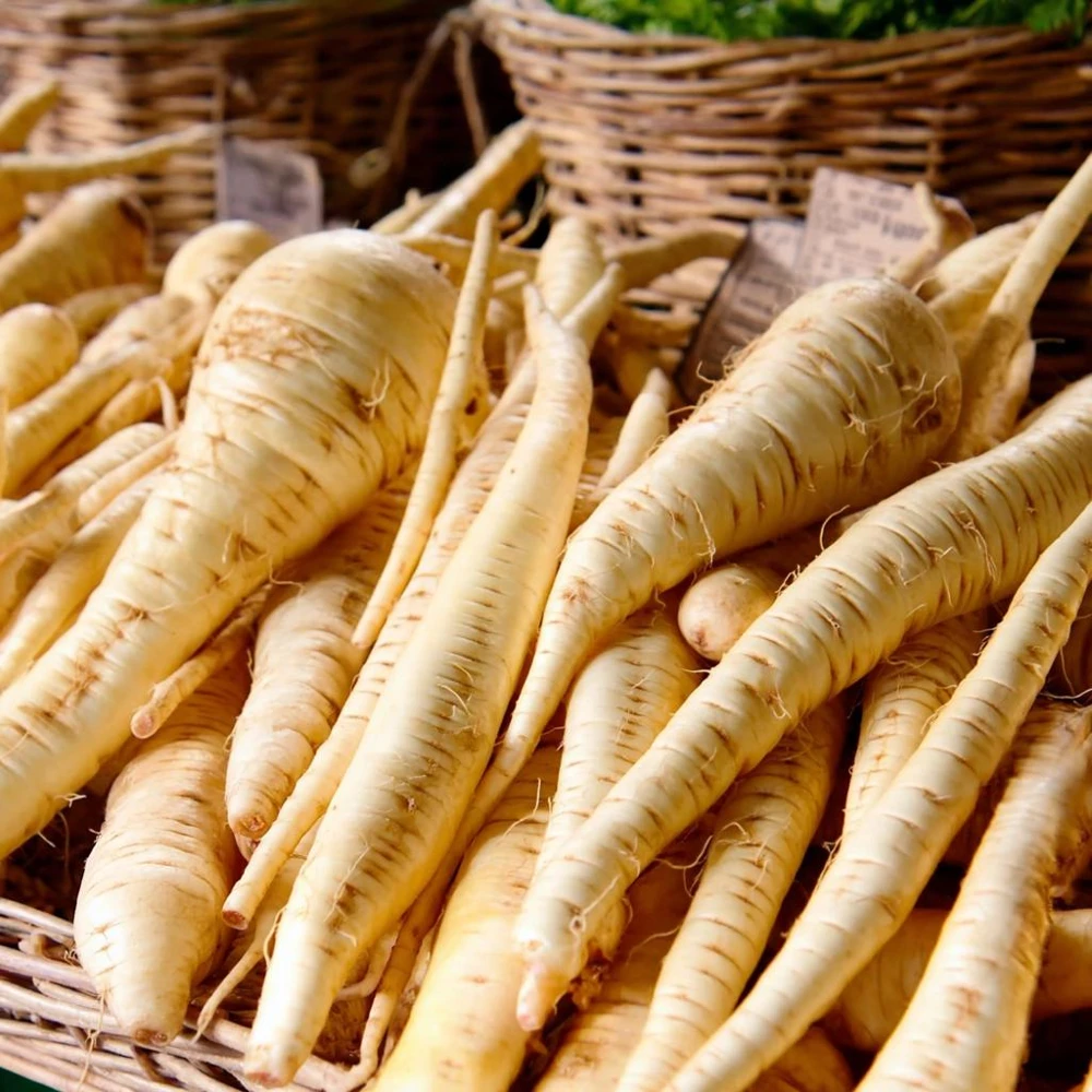 All American Parsnip Seeds - Heirloom Root Vegetable for Gardens - 200 Seeds - Image 1