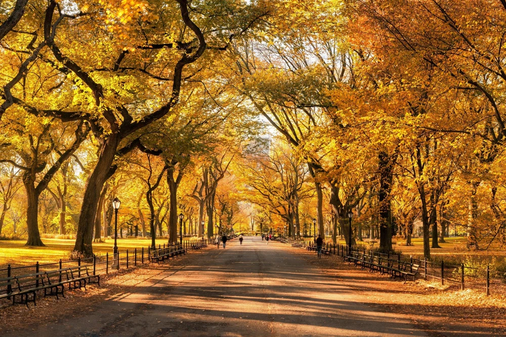 American Elm Tree Seeds - Ulmus Americana Red Flower Seeds - 25 Seeds - Image 1