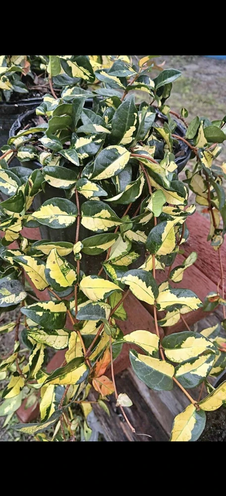 Asiatic Jasmine Live Plant – Medium Size Potted Groundcover - Image 1