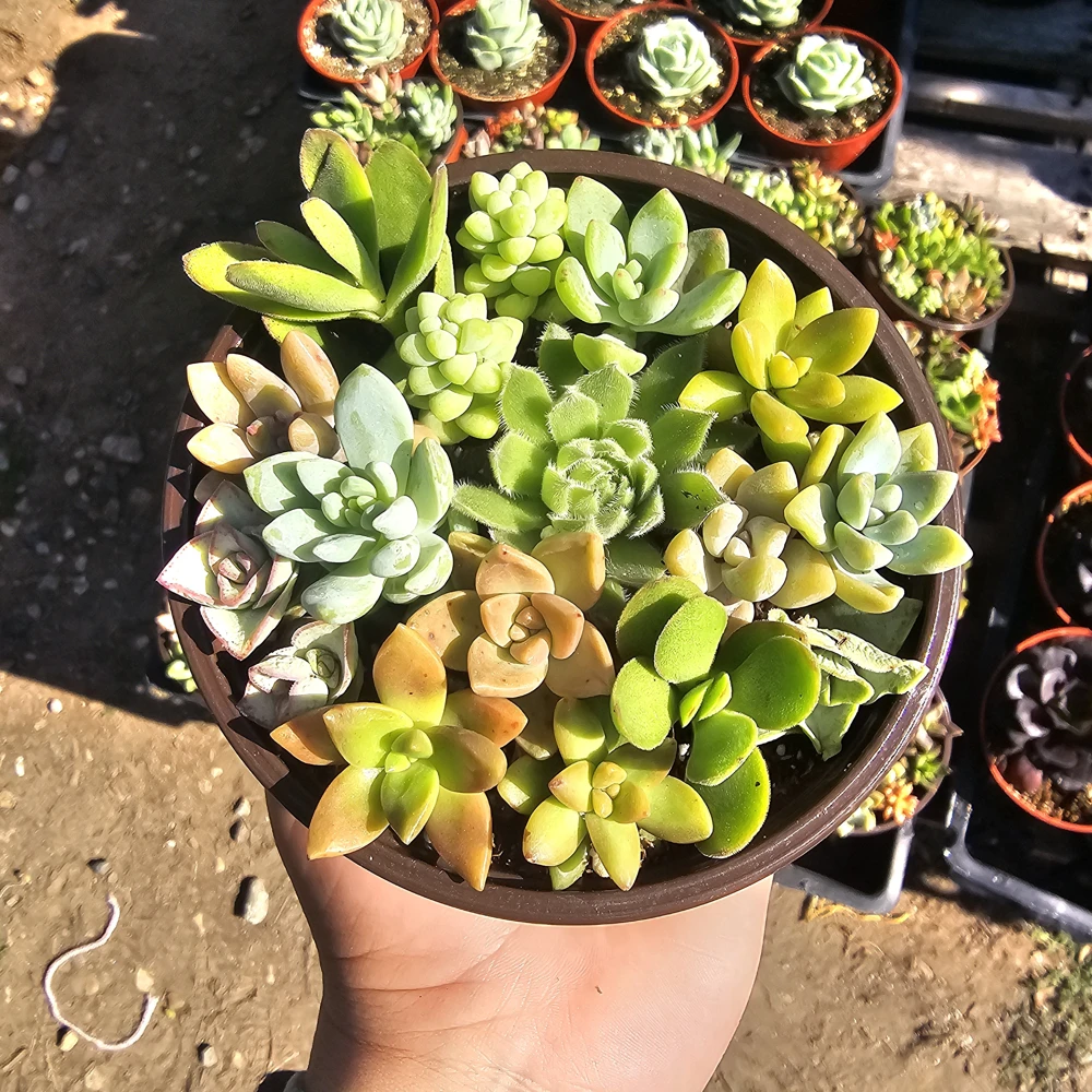 Assorted Succulent Combo Live Plant - 4in Pot - Host Gift & Decor - Image 1