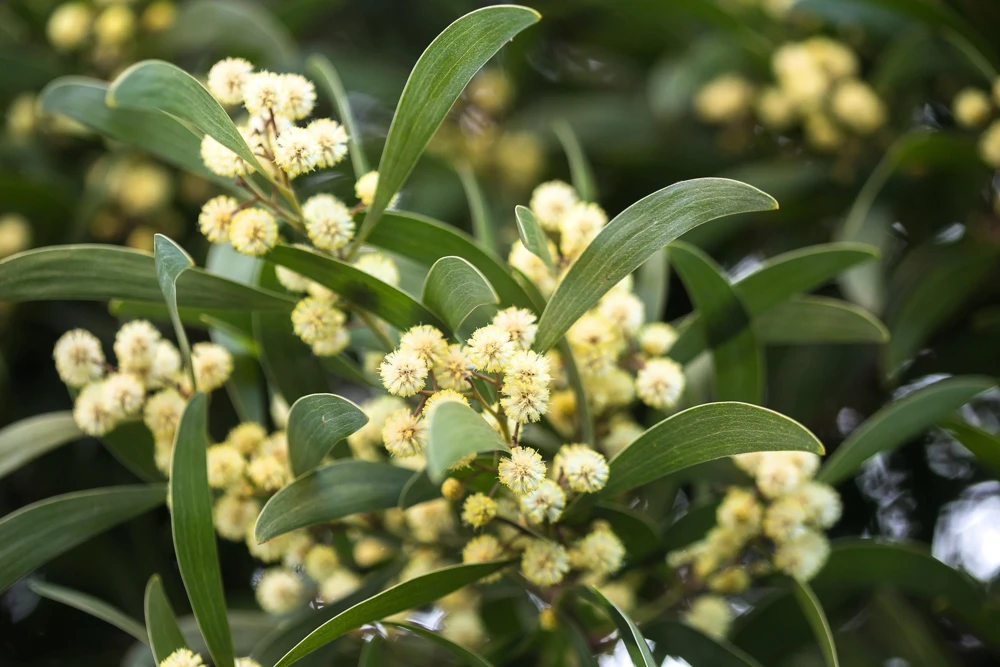 Australian Blackwood Tree Seeds – Acacia Melanoxylon – 20 Seeds – Yellow Flowers - Image 1