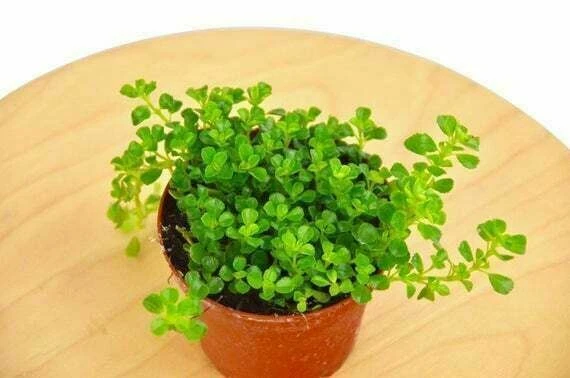 Baby's Tears Live Plant – Green Groundcover – 4" Pot – Aquaponic - Image 1