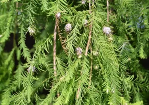 Bald Cypress Live Tree - 18-24" Tall - 1 Quart Pot - Taxodium distichum - Deciduous Shade Tree - Image 1