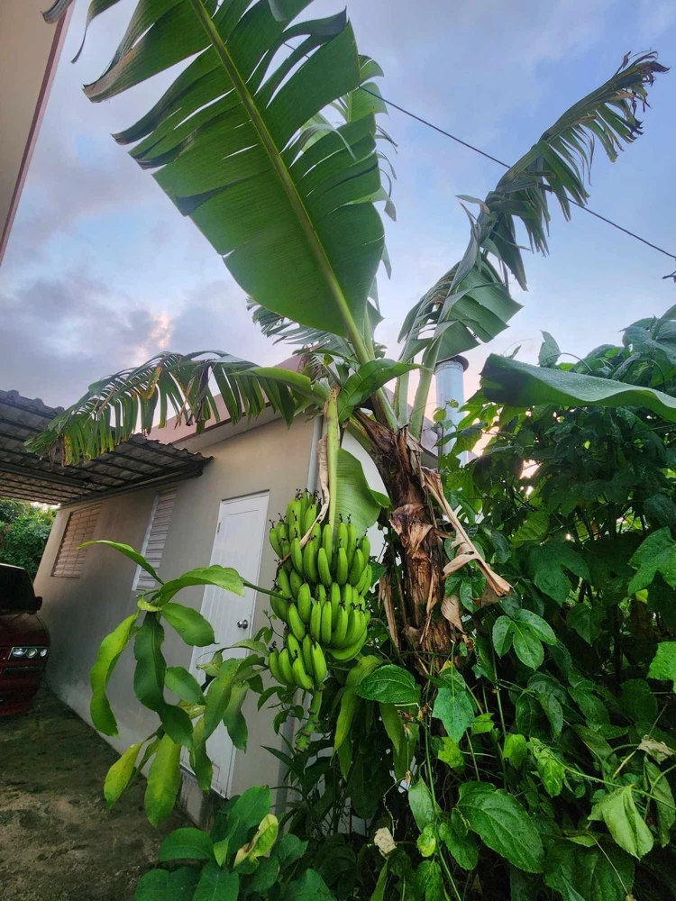 Banana Tree Seeds - Musa acuminata - Grow Your Own Bananas - Image 2