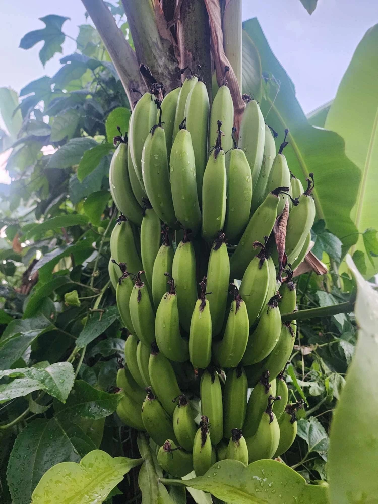 Banana Tree Seeds - Musa acuminata - Grow Your Own Bananas - Image 1