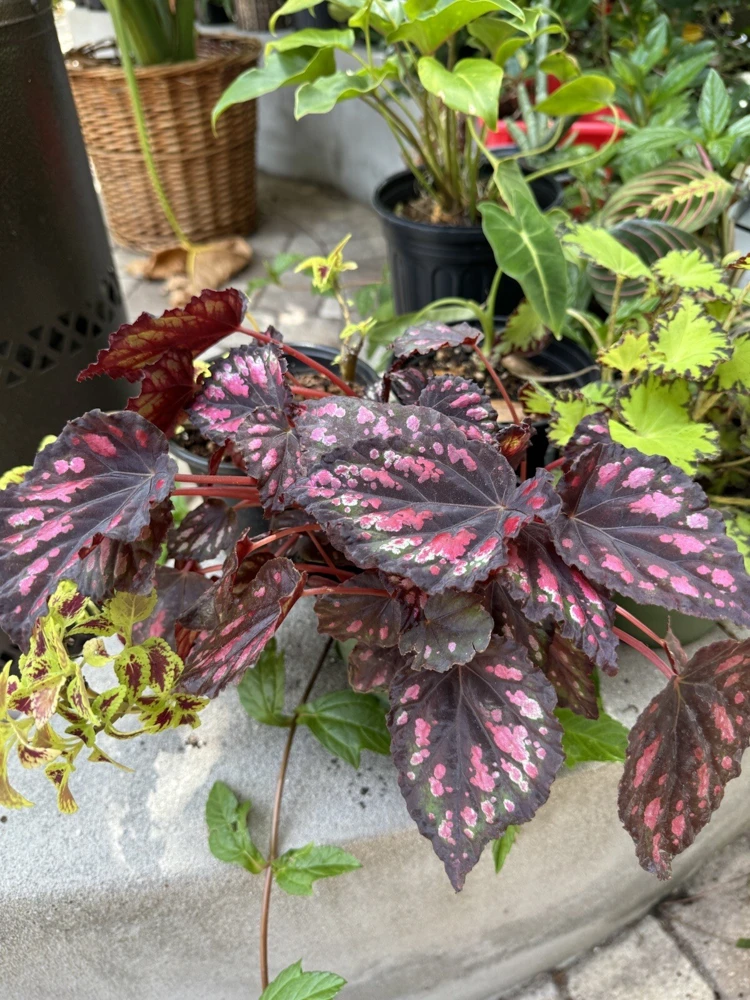 Begonia Live Plants – Colorful Houseplant for Indoor Spaces - Image 2