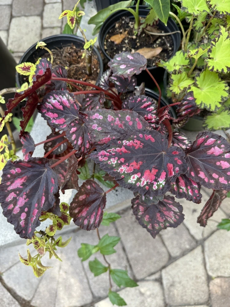 Begonia Live Plants – Colorful Houseplant for Indoor Spaces - Image 1
