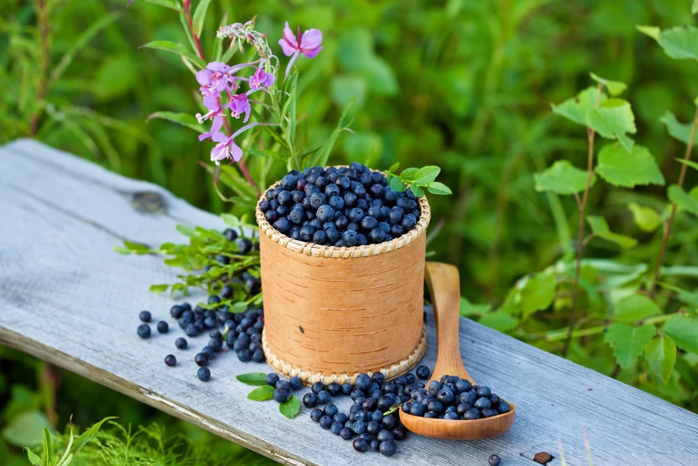 Bilberry Seeds - Vaccinium Myrtillus - European Blueberry Fruit Shrub - 20 Seeds - Image 1