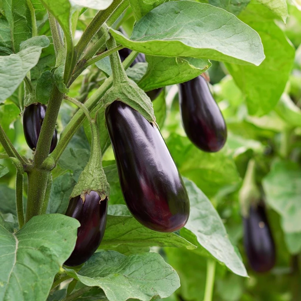 Black Beauty Eggplant Seeds - 50 Seeds - Classic Heirloom Vegetable - Image 3