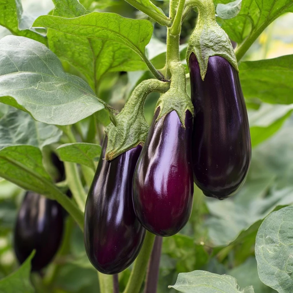 Black Beauty Eggplant Seeds - 50 Seeds - Classic Heirloom Vegetable - Image 5
