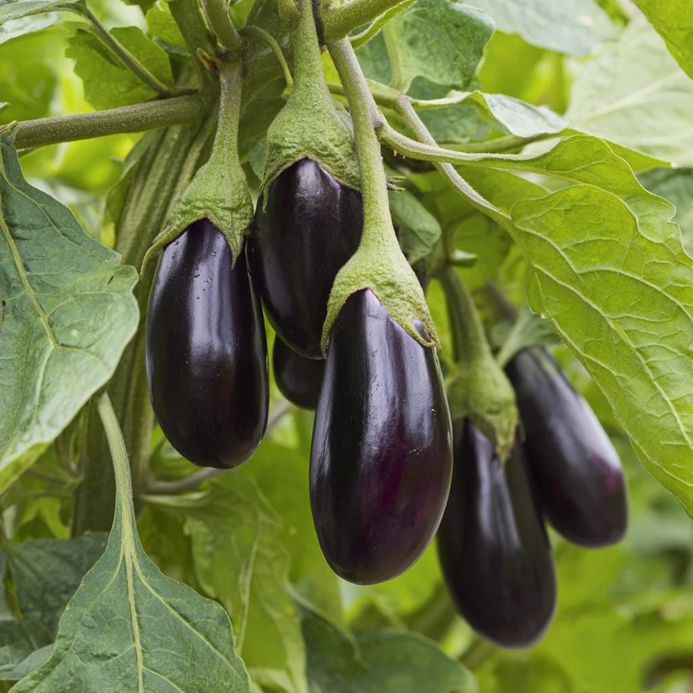 Black Beauty Eggplant Seeds - 50 Seeds - Classic Heirloom Vegetable - Image 1
