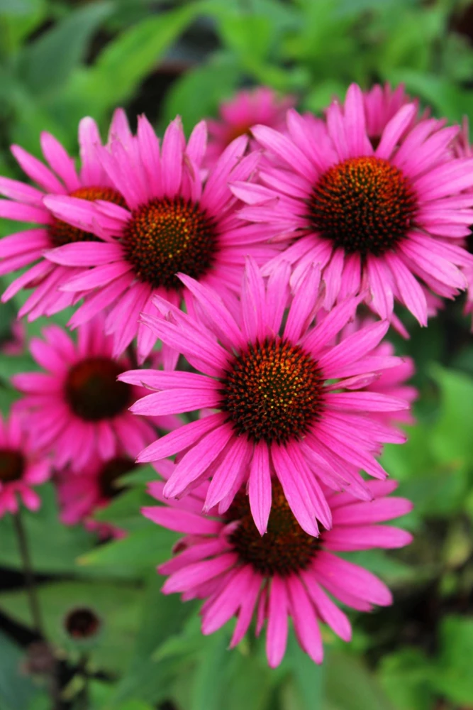 Bright Star Coneflower Seeds - 25 Pink Echinacea Purpurea Seeds - Image 1