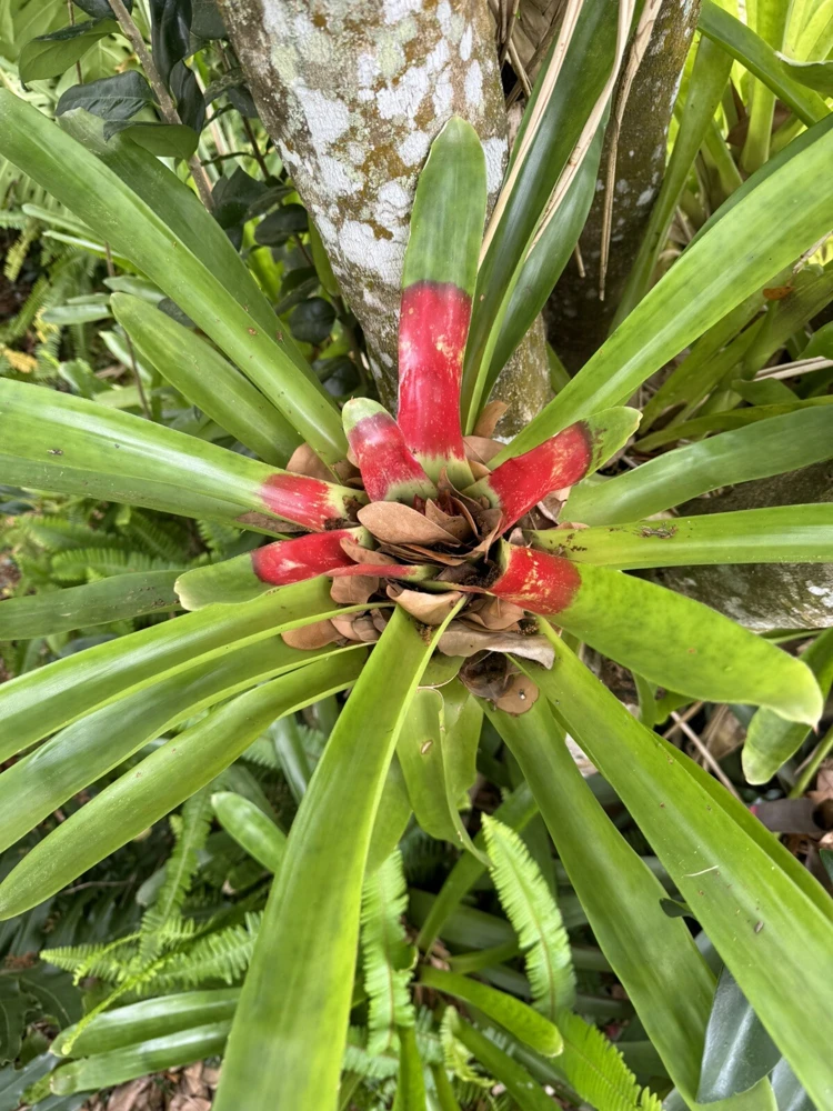 Bromeliad Live Plant - Potted Houseplant, Large Size - Image 1