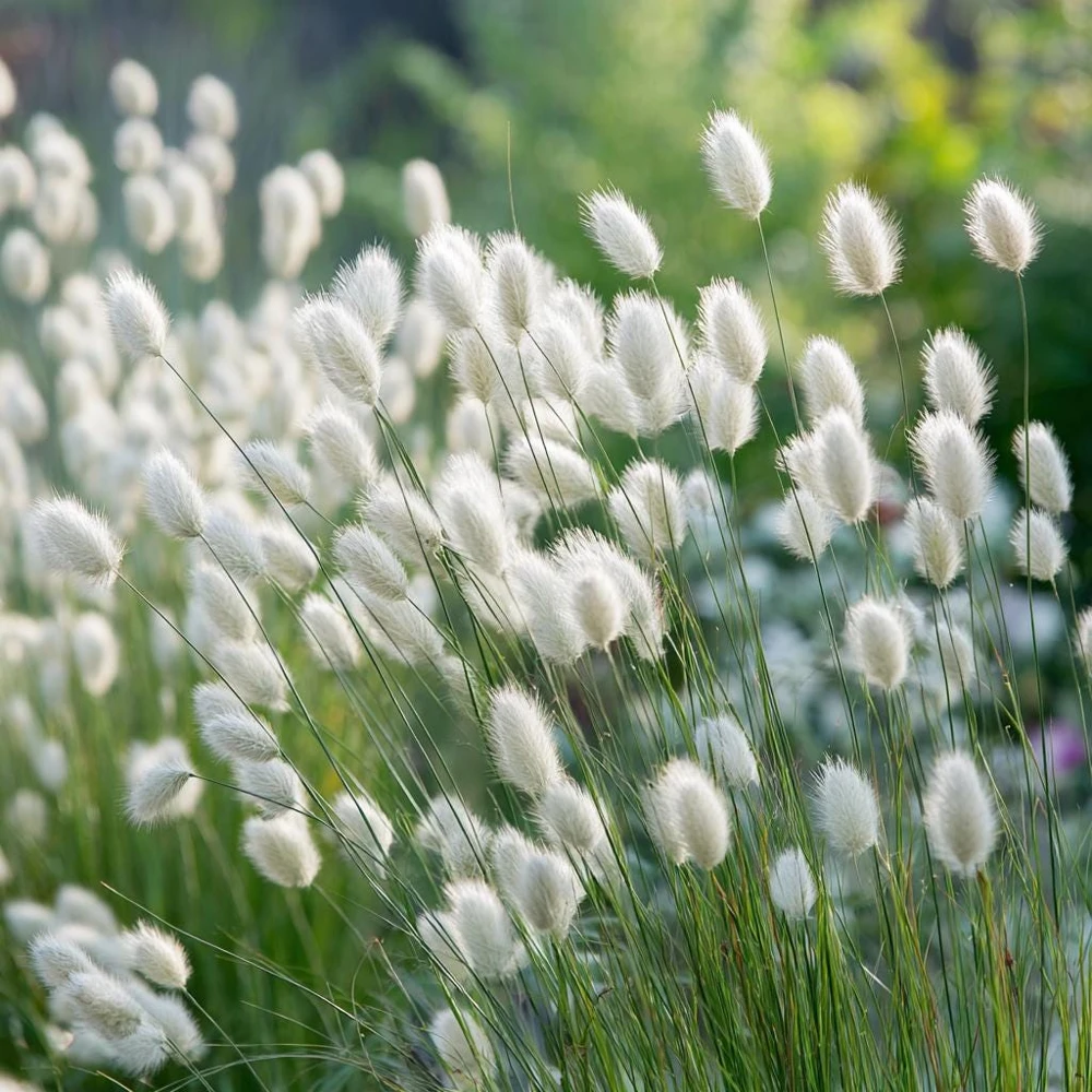 Bunny Tails Grass Seeds - 50 Heirloom Ornamental Hare's Tail Grass Seeds - Image 2