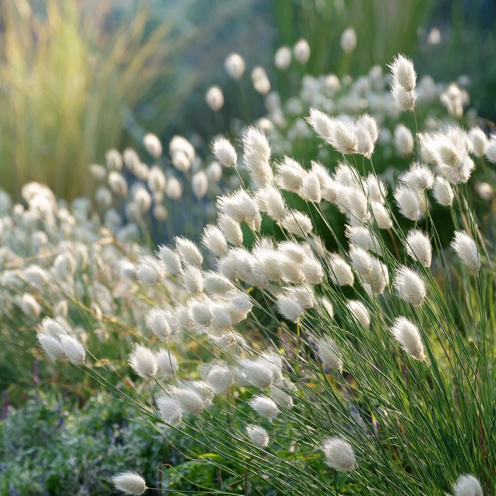 Bunny Tails Grass Seeds - 50 Heirloom Ornamental Hare's Tail Grass Seeds - Image 3