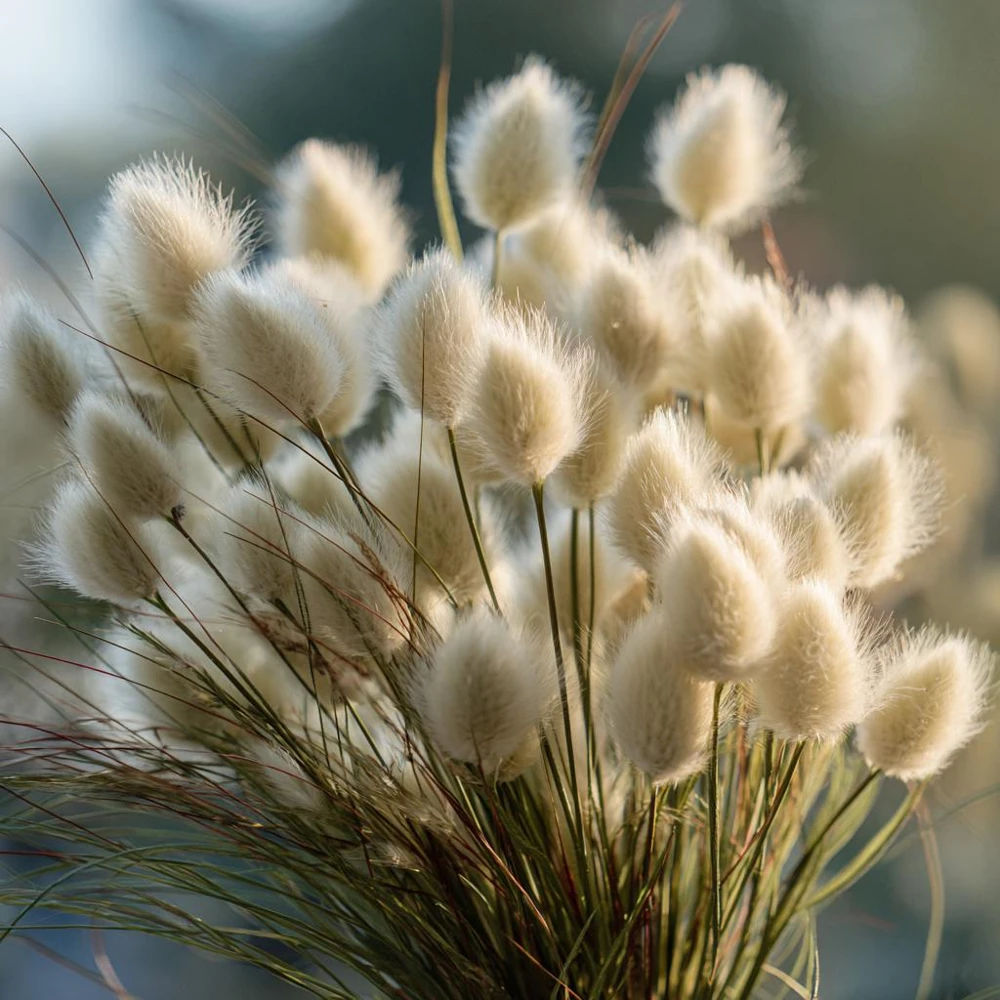 Bunny Tails Grass Seeds - 50 Heirloom Ornamental Hare's Tail Grass Seeds - Image 5