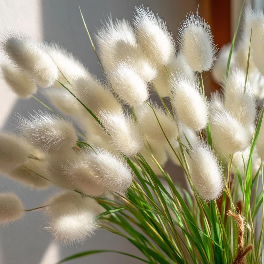 Bunny Tails Grass Seeds - 50 Heirloom Ornamental Hare's Tail Grass Seeds - Image 6