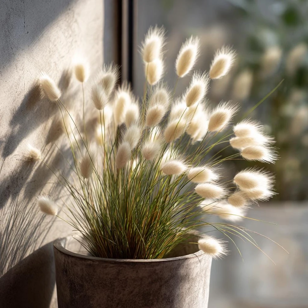 Bunny Tails Grass Seeds - 50 Heirloom Ornamental Hare's Tail Grass Seeds - Image 7