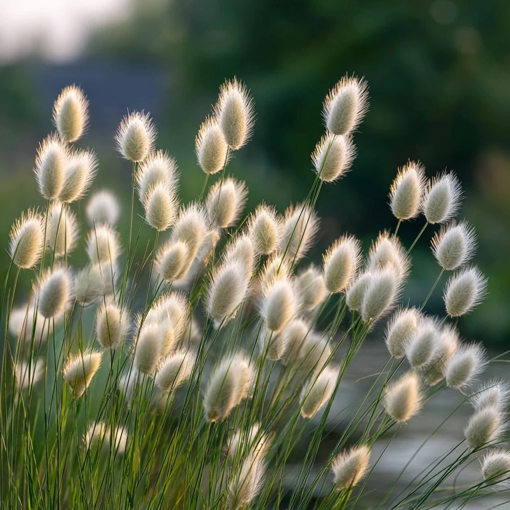Bunny Tails Grass Seeds - 50 Heirloom Ornamental Hare's Tail Grass Seeds - Image 8