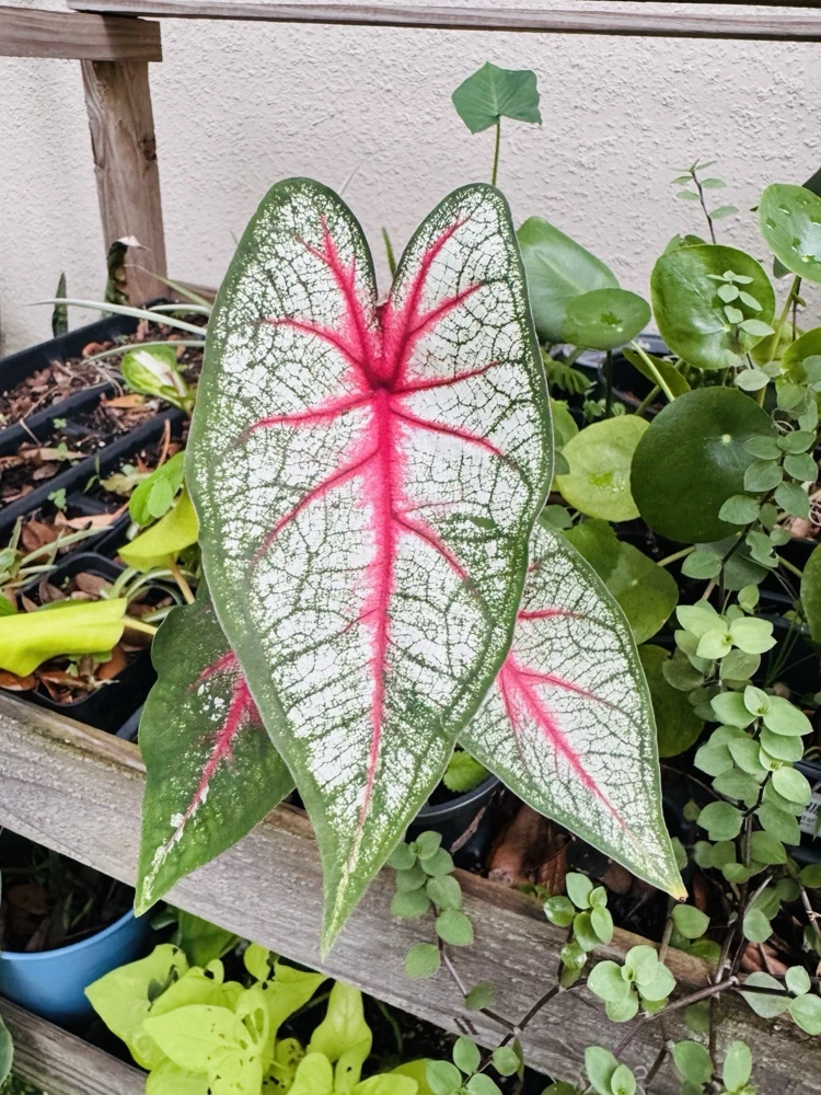 Caladium 'Florida Sunrise' Live Plant - Vibrant Pink & Green Foliage Houseplant - Image 1