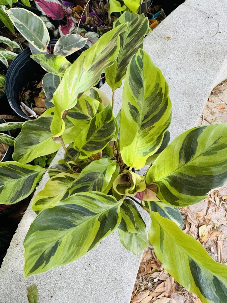 Calathea Fusion Yellow Live Plant – Vibrant Yellow Foliage – Indoor Houseplant - Image 1