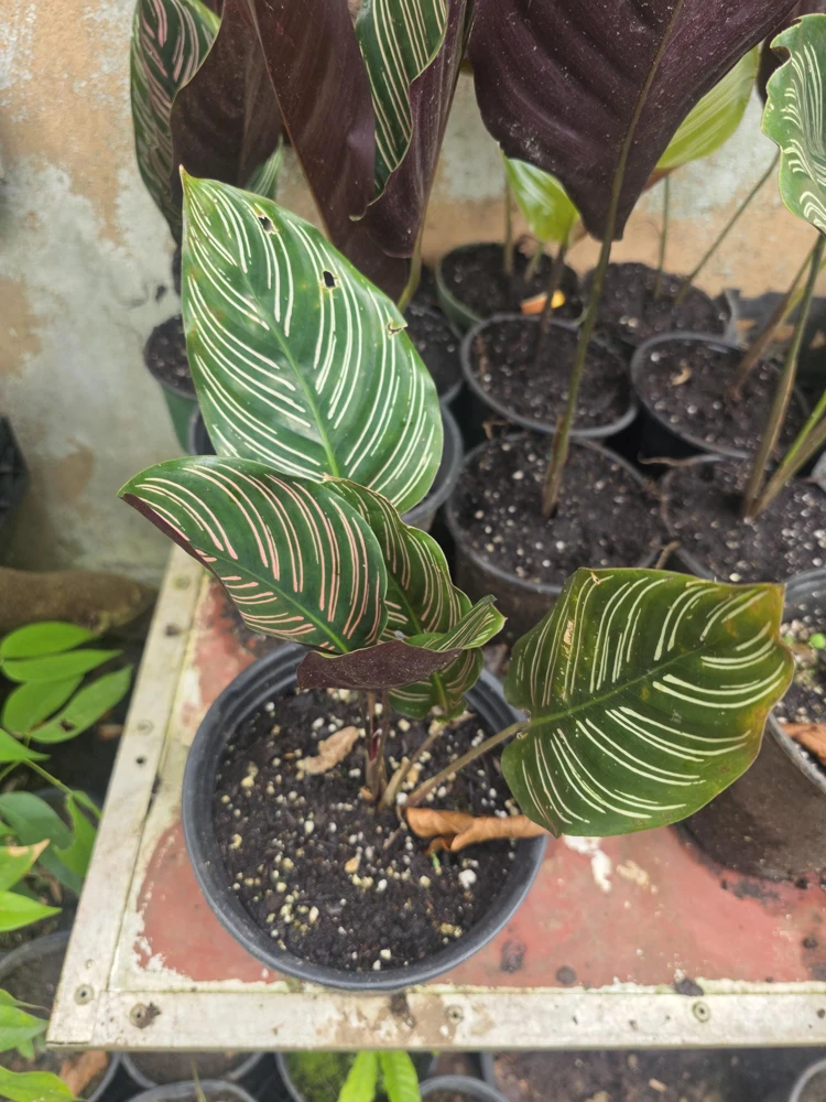 Calathea Ornata Pinstripe Live Plant - Pink White Striped Foliage Houseplant - Image 1