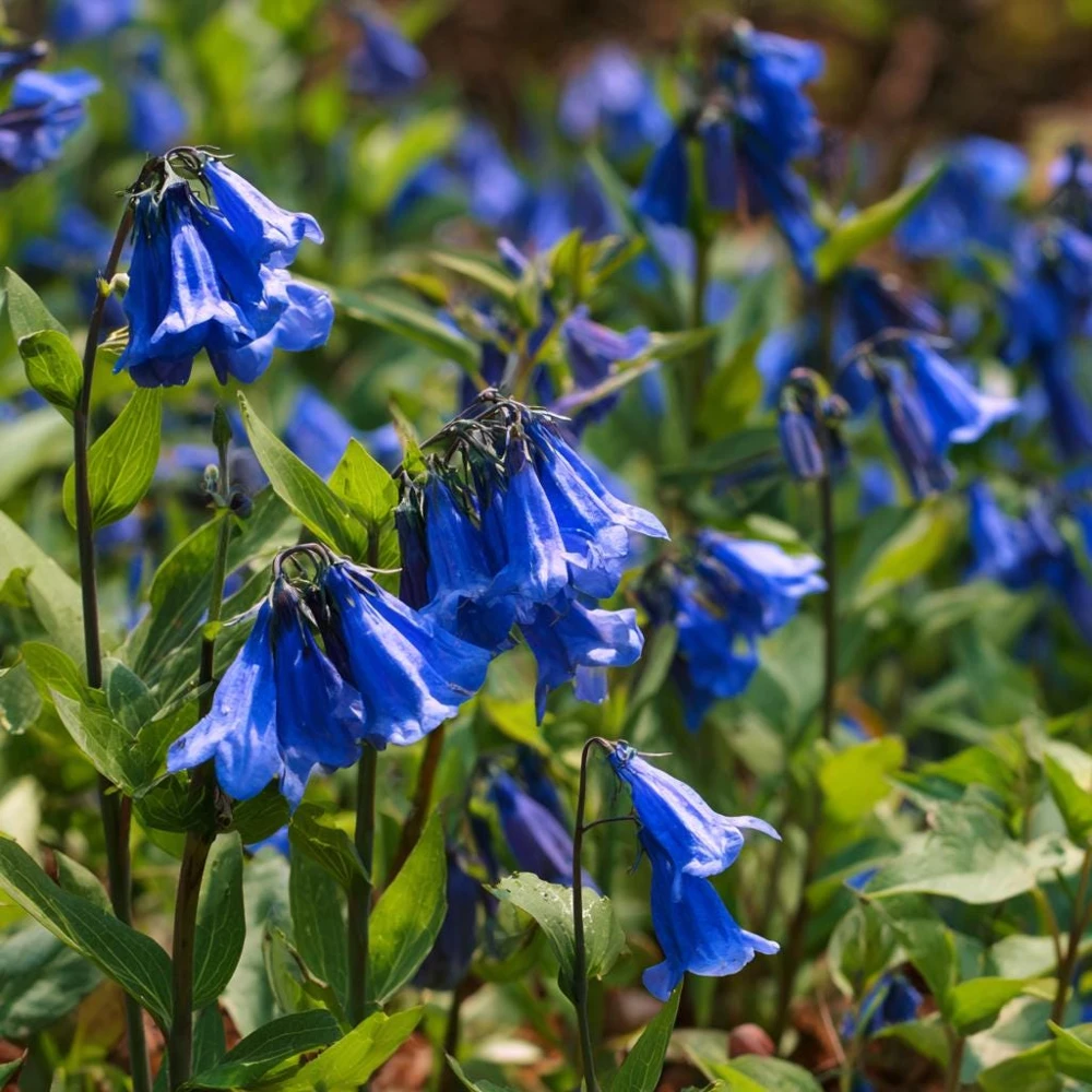 California Bluebell Seeds - Phacelia campanularia Wildflower Seeds, 500 Count, Easy Annual for Pollinators - Image 1
