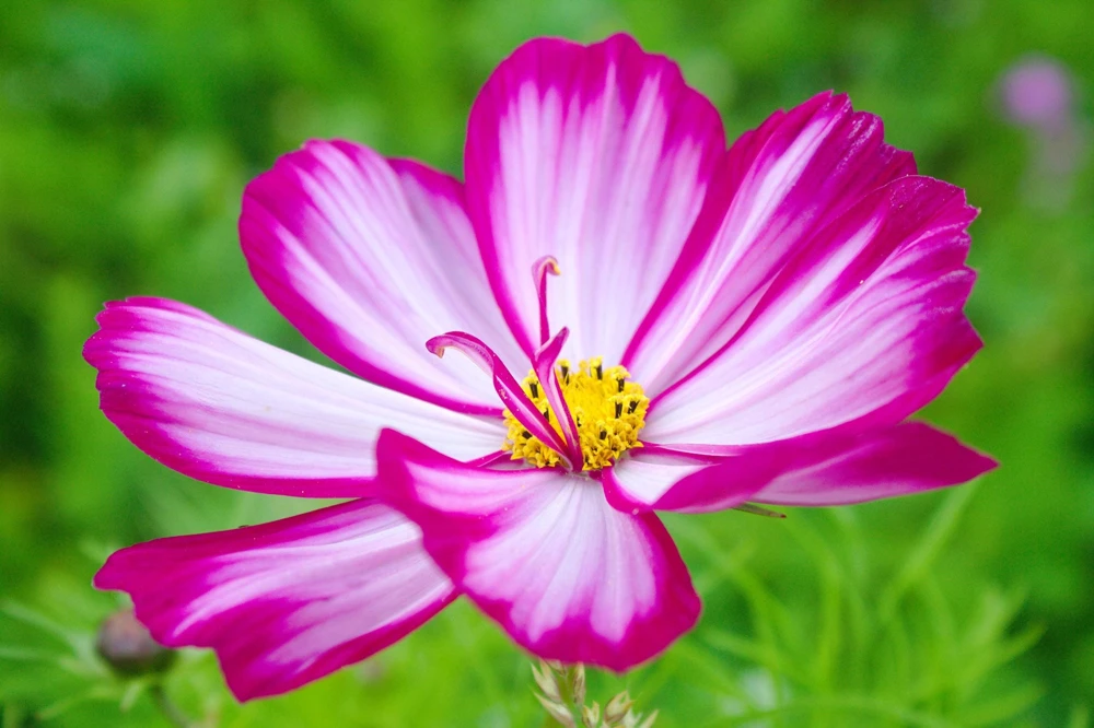 Candy Stripe Cosmos Flower Seeds - White Pink Edges - 300 Seeds - Image 1