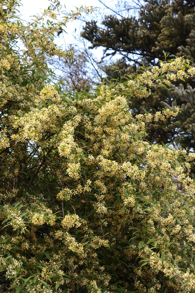 Cherry Prinsepia Seeds - Chinese Sinensis Edible Red Fruit Shrub, 5 Seeds, Zones 4-8 - Image 1