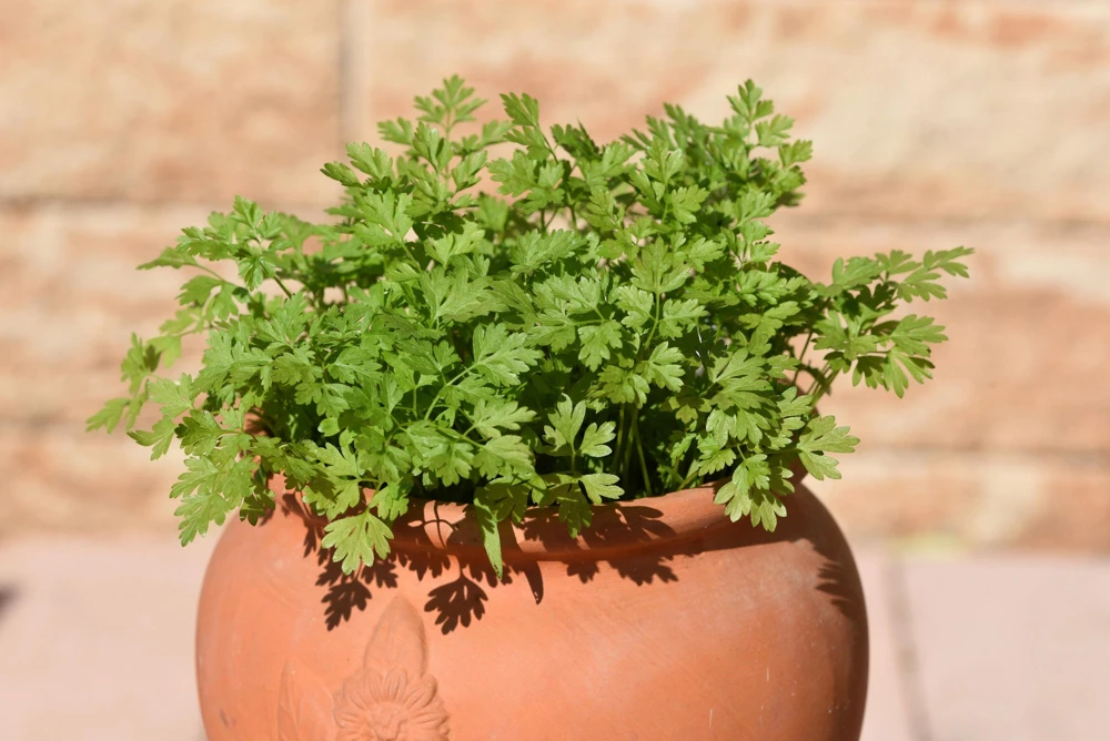 Chervil Seeds - 150 Count Anthriscus Cerefolium Herb Seeds - Image 1