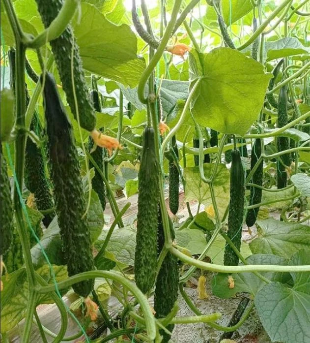 China Jade Cucumber Seeds - 25 Seed Pack for Crisp, Sweet Cucumbers - Image 1