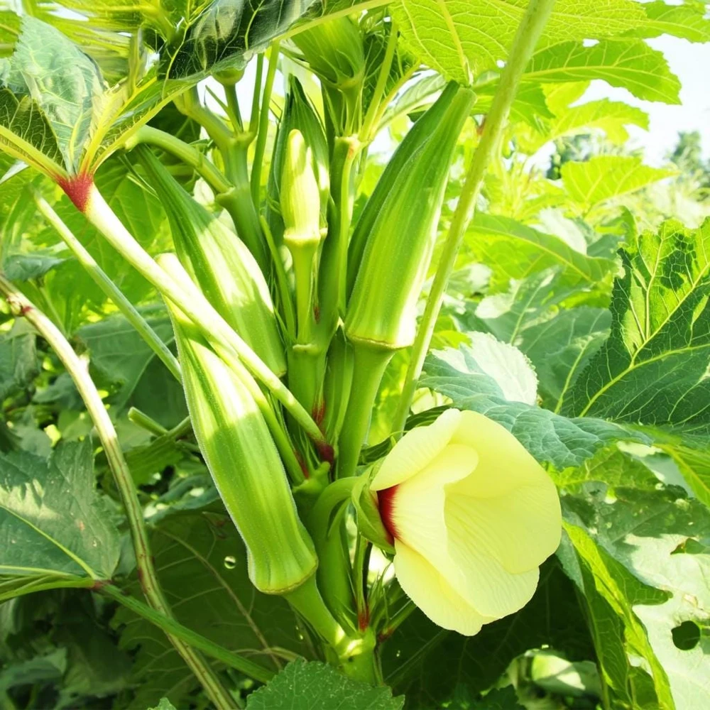 Clemson Spineless Okra Seeds – Heirloom Vegetable – 50 Seeds – Outdoor - Image 3