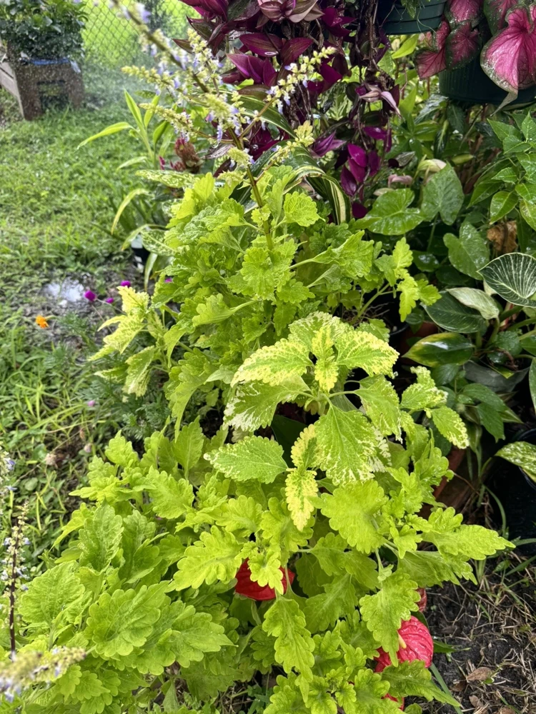 Coleus Solenostemon scutellarioides Live Plant - Vibrant Foliage Houseplant - Image 1