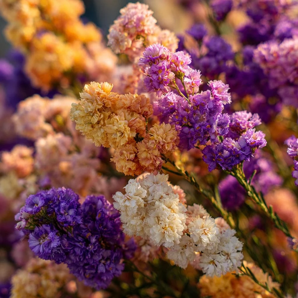 Colorful Statice 50 Seed Mix - Limonium Sinuatum Flower Seeds for Bouquets - Image 6