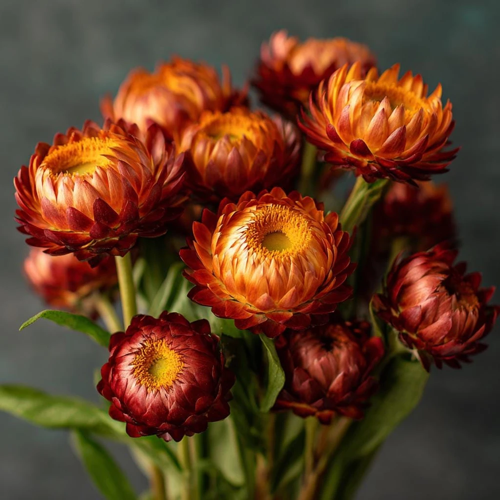 Copper Red Strawflower Seeds - 50 Seeds - Everlasting Orange-Red Blooms - Image 2
