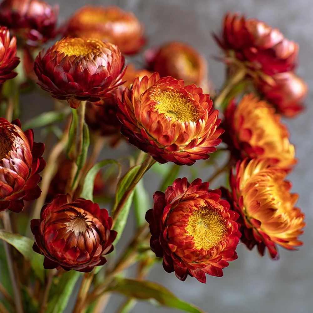 Copper Red Strawflower Seeds - 50 Seeds - Everlasting Orange-Red Blooms - Image 3