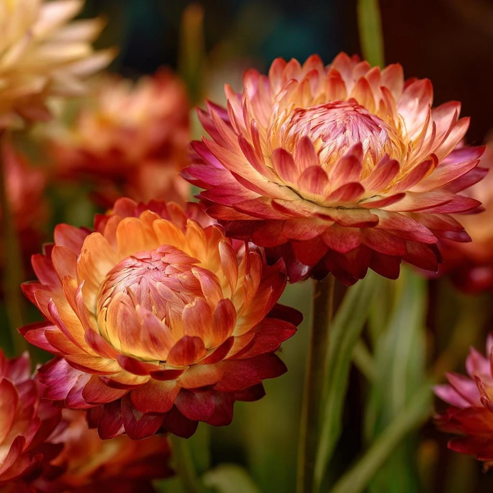 Copper Red Strawflower Seeds - 50 Seeds - Everlasting Orange-Red Blooms - Image 4