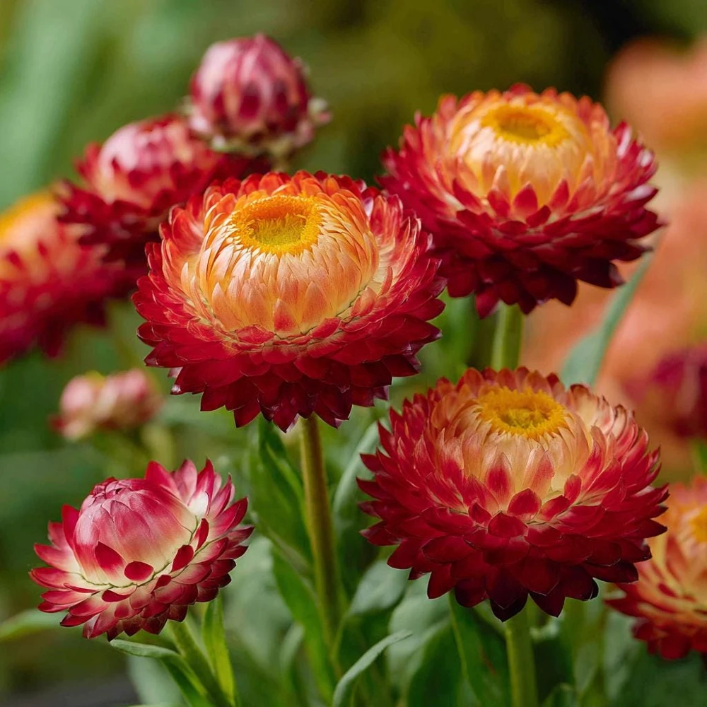 Copper Red Strawflower Seeds - 50 Seeds - Everlasting Orange-Red Blooms - Image 5