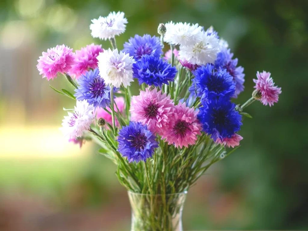Cornflower Bachelor's Button Seeds Mix - 120 Heirloom Seeds for Cottage Gardens - Image 1