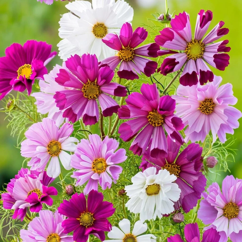 Cosmos Sea Shells Seeds โ Unique Tubular Petals โ 100 Seeds - Image 4